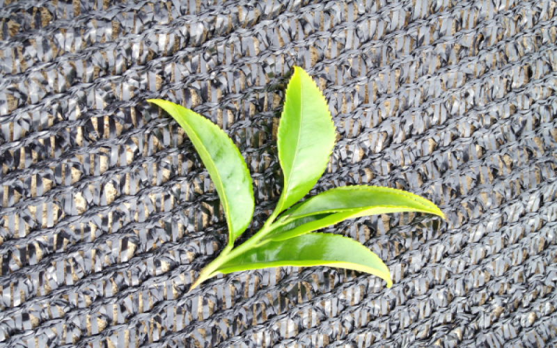 凤凰单枞、浪菜与水仙：潮州乌龙茶等级对比及口感差异详解
