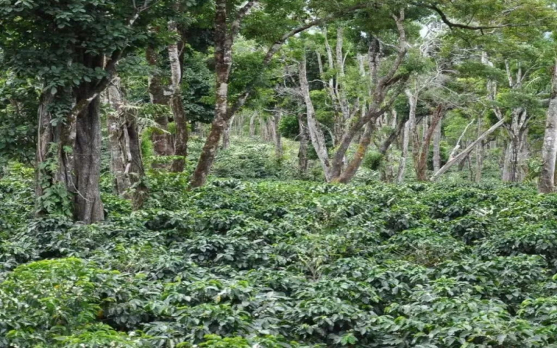 翡翠庄园不只瑰夏：钻石山卡杜艾品种的来历、分级与前街日晒冲煮解析