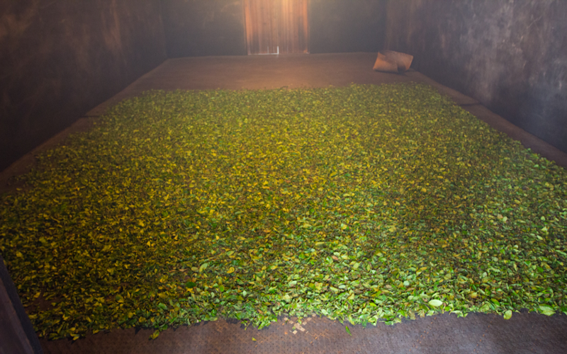 祁门工夫红茶制作全解析：传统熏制工艺与非熏制风味差异对比