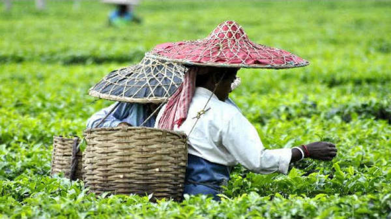 阿萨姆茶年产逾5亿公斤，印度稳居全球第二大产茶国