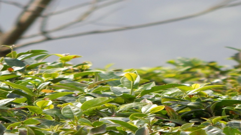 大吉岭红茶产自哪个国度？印度这座山城年产量几何？