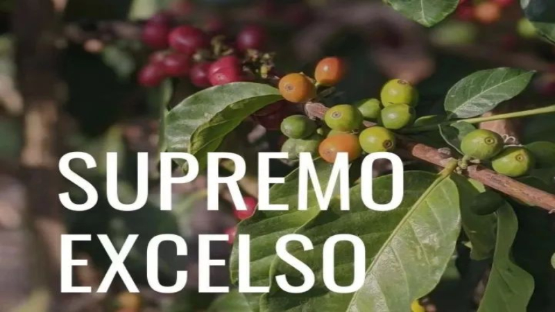 哥伦比亚咖啡生豆如何定级？详解Supremo与Excelso目数标准及瑕疵容差