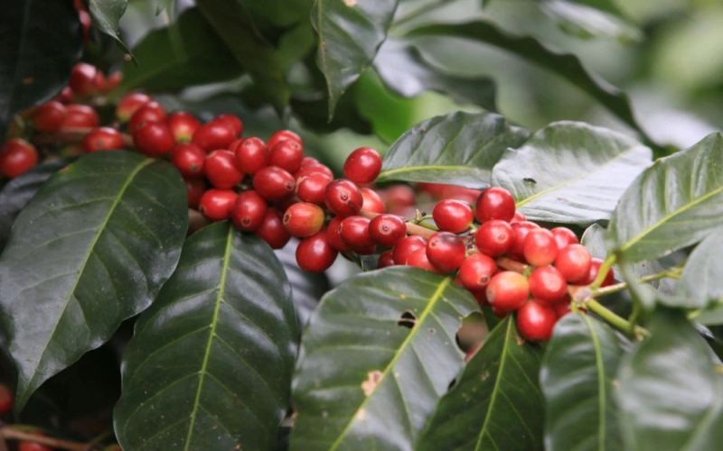 印尼曼特宁咖啡等级体系解析：从品种源流到黄金曼特宁的三次手选标准