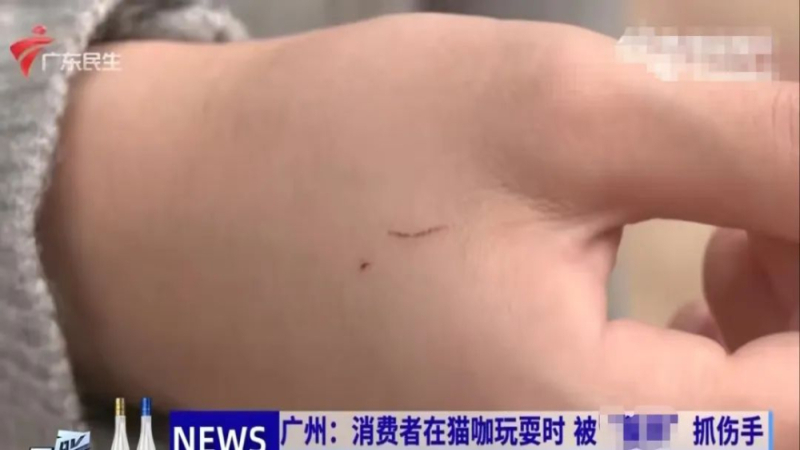 猫咖撸猫被咬伤索赔三千余元遭商家拒绝，责任归属引发争议