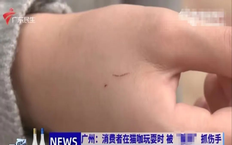 猫咖撸猫被咬伤索赔三千余元遭商家拒绝，责任归属引发争议