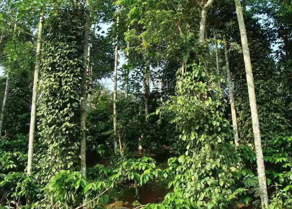 如何辨识罗布斯塔咖啡豆?为何价格低廉、每斤多少钱,一文说清 如何辨识罗布斯塔咖啡豆?为何价格低廉、每斤多少钱,一文说清
