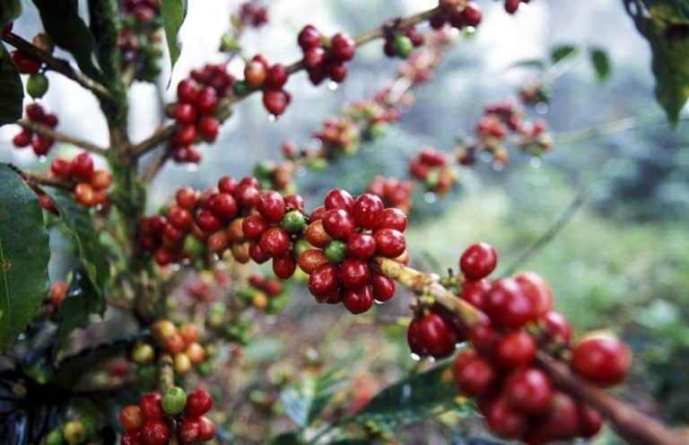 洪都拉斯雪莉咖啡豆的风味来源与手冲萃取参数完整解析 洪都拉斯雪莉咖啡豆的风味来源与手冲萃取参数完整解析