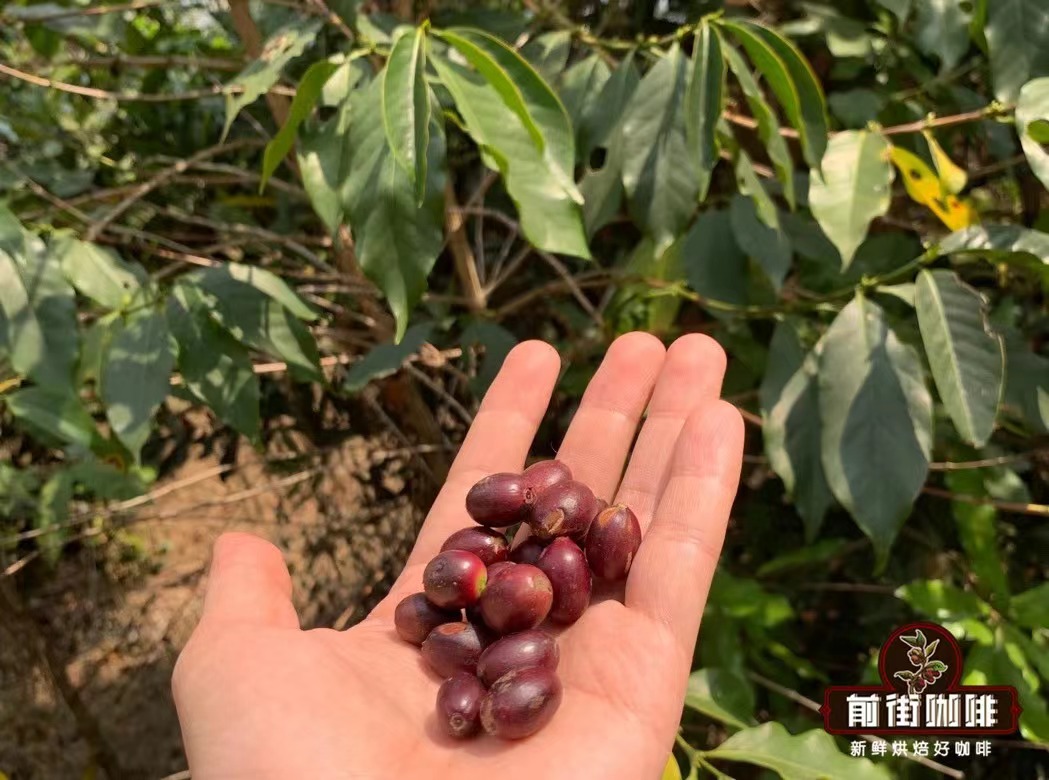 意式拼配豆能否做手冲?云南铁皮卡秋日手冲拼配研发全程解析 意式拼配豆能否做手冲?云南铁皮卡秋日手冲拼配研发全程解析