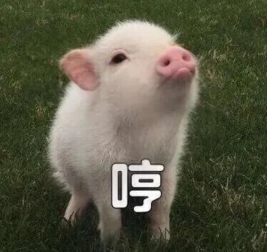 木薯原料成本攀升背后:中国乙醇产业如何间接牵动珍珠奶茶供应链 木薯原料成本攀升背后:中国乙醇产业如何间接牵动珍珠奶茶供应链