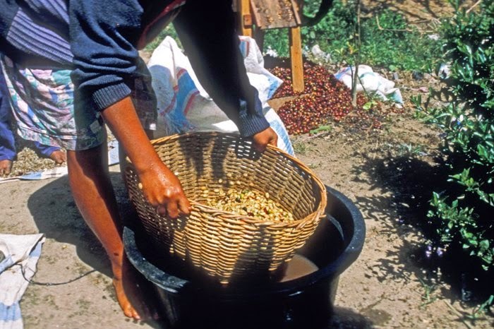 印尼黄金曼特宁咖啡豆风味特点与产地价格品种解析:湿刨法处理下的醇厚之选 印尼黄金曼特宁咖啡豆风味特点与产地价格品种解析:湿刨法处理下的醇厚之选