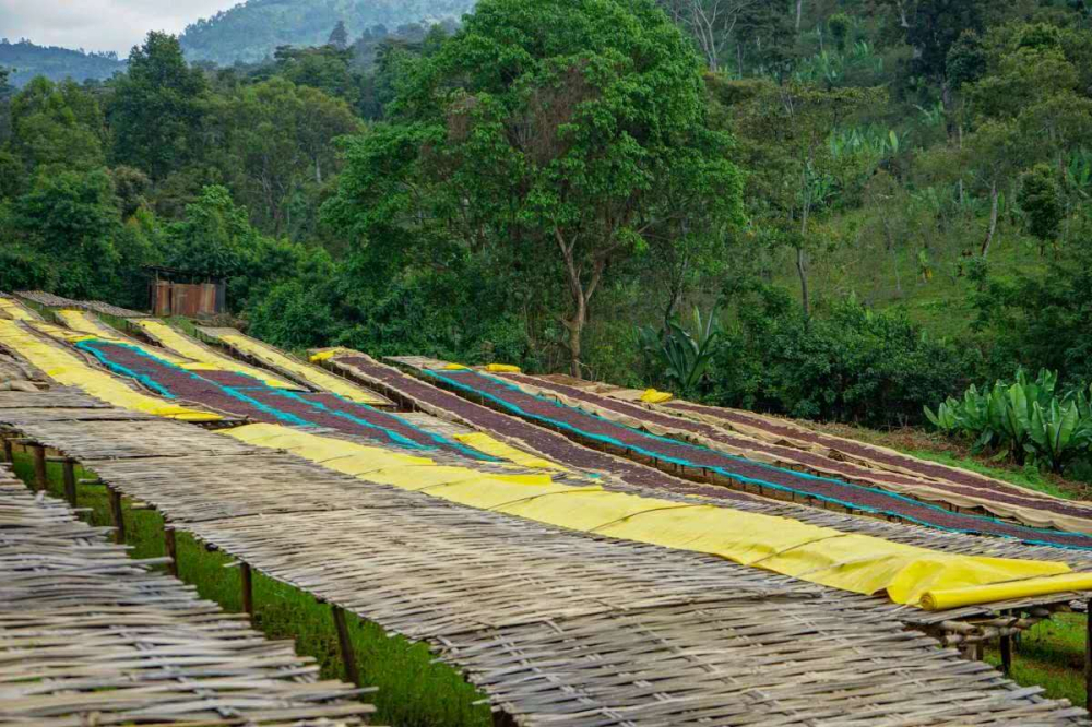 手冲咖啡萃取参数解析:研磨、水温与滤杯如何影响金杯萃取率 手冲咖啡萃取参数解析:研磨、水温与滤杯如何影响金杯萃取率