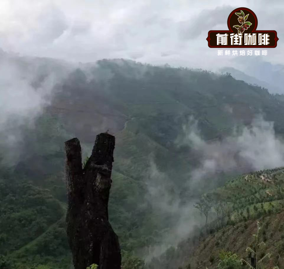 云南小粒咖啡功效与口感解析 精品黑咖啡能否助力减肥 云南小粒咖啡功效与口感解析 精品黑咖啡能否助力减肥