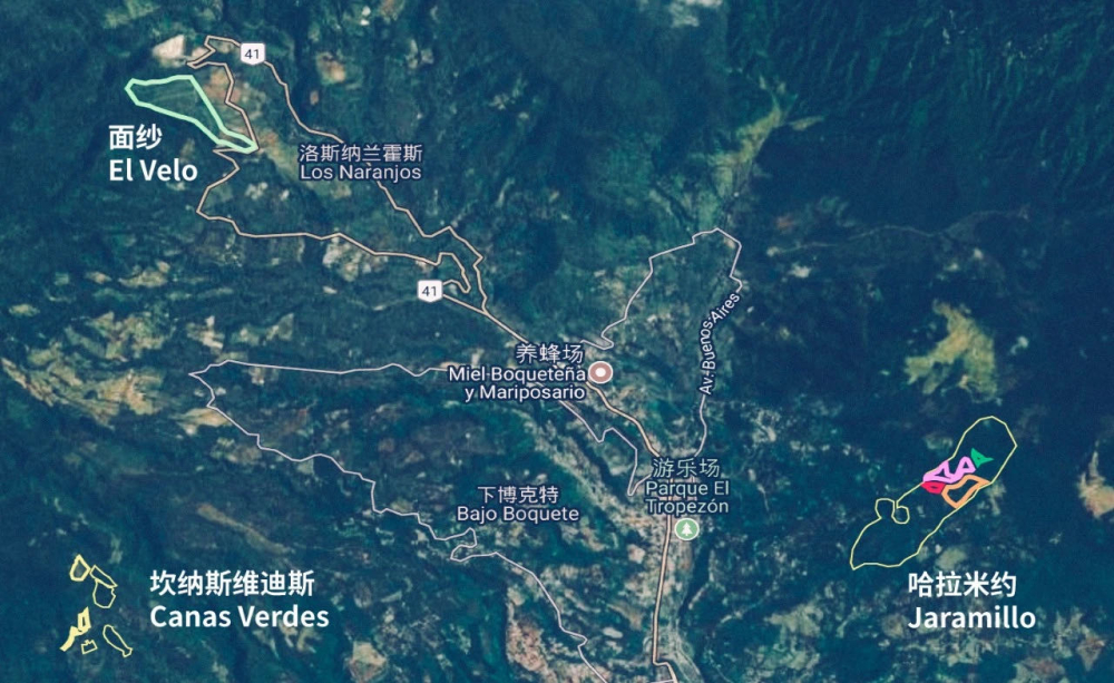 巴拿马翡翠庄园瑰夏手冲风味解析：红绿蓝标区别、烘焙参数与冲煮建议