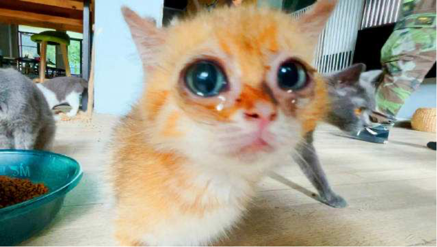 天津出台室内宠物互动体验经营规范,猫咖类网红店迎监管,禁止犬类供观赏接触 天津出台室内宠物互动体验经营规范,猫咖类网红店迎监管,禁止犬类供观赏接触