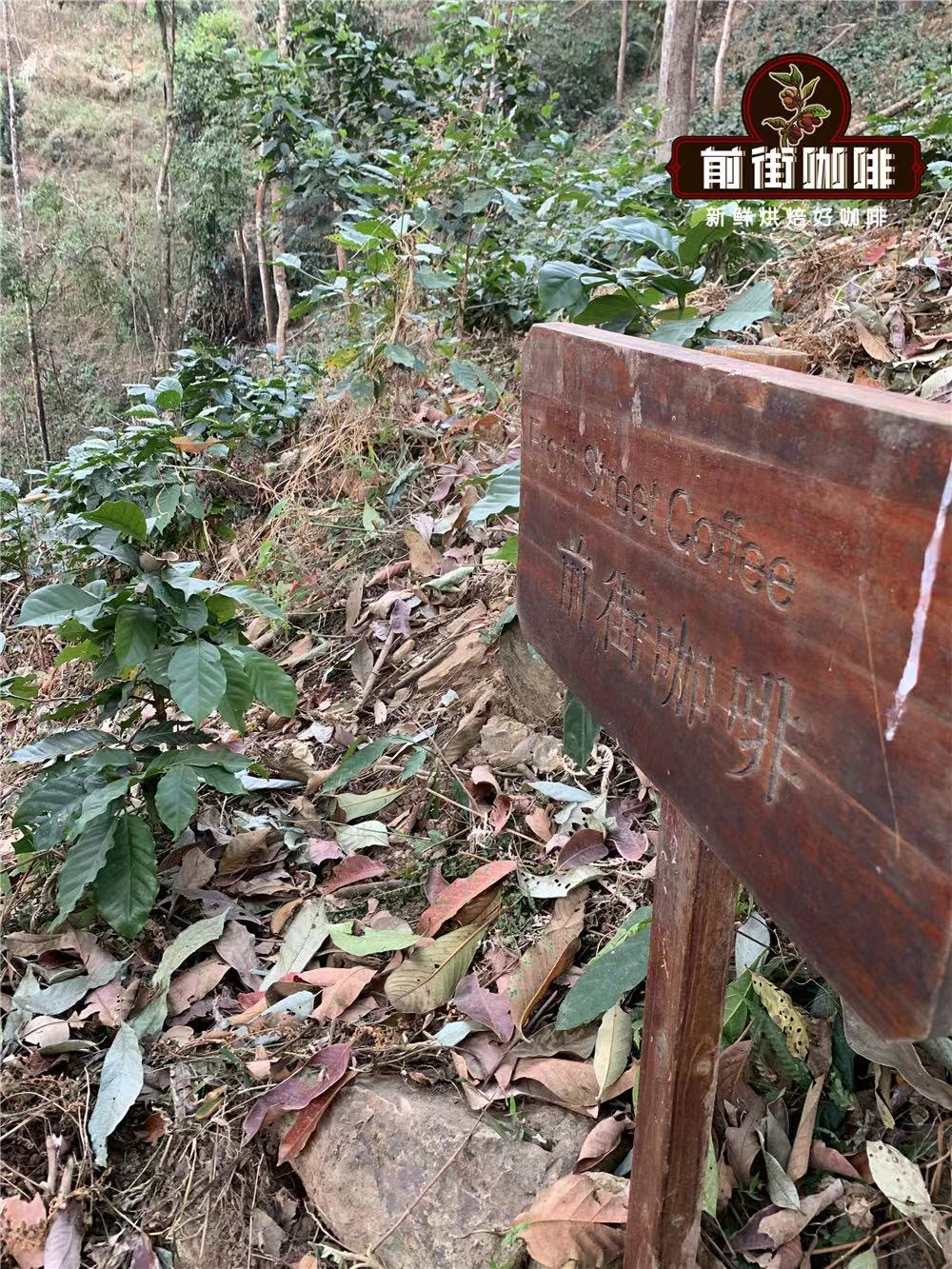 云南小粒咖啡百年种植历程与铁皮卡品种风味解析:前街2013与云南小粒咖啡对比 云南小粒咖啡百年种植历程与铁皮卡品种风味解析:前街2013与云南小粒咖啡对比