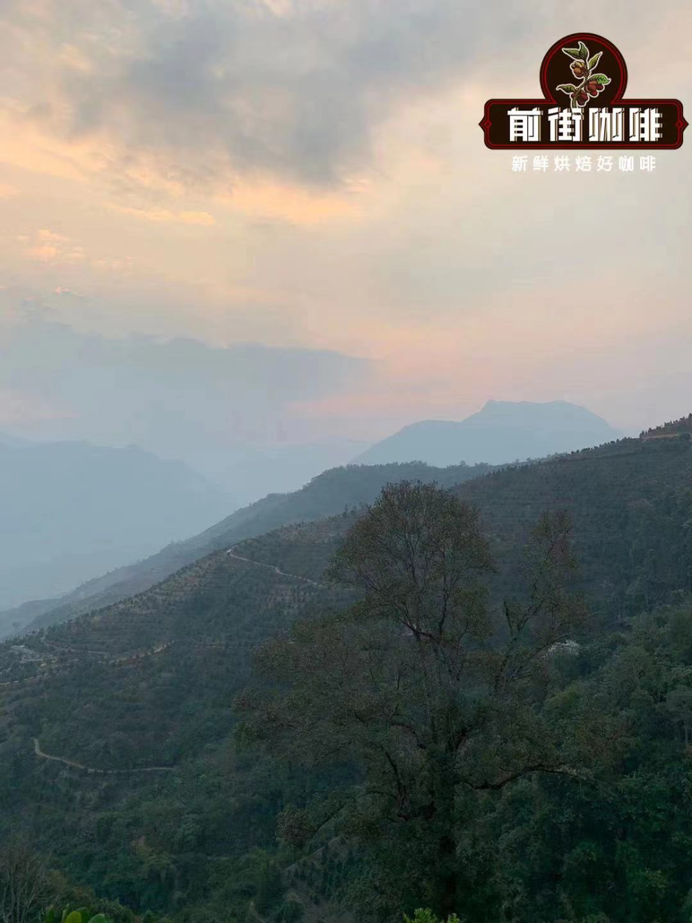 云南咖啡品种与风味全解析:小粒黑咖啡酸苦之争及前街产地实践 云南咖啡品种与风味全解析:小粒黑咖啡酸苦之争及前街产地实践