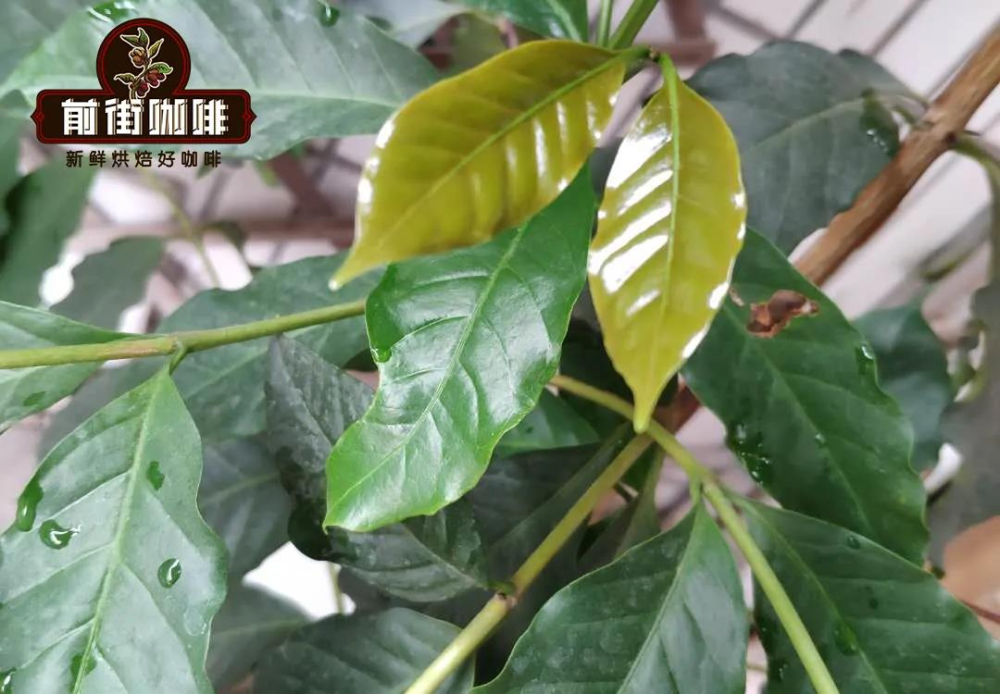 云南咖啡哪个产区品质最优？小粒咖啡风味特征与主要品种全面解析
