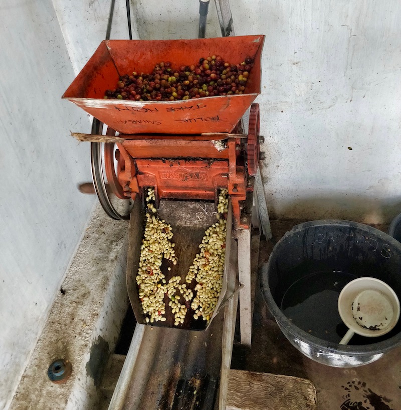 苏门答腊林东与黄金曼特宁风味差异及湿刨处理法对口感的影响解析 苏门答腊林东与黄金曼特宁风味差异及湿刨处理法对口感的影响解析