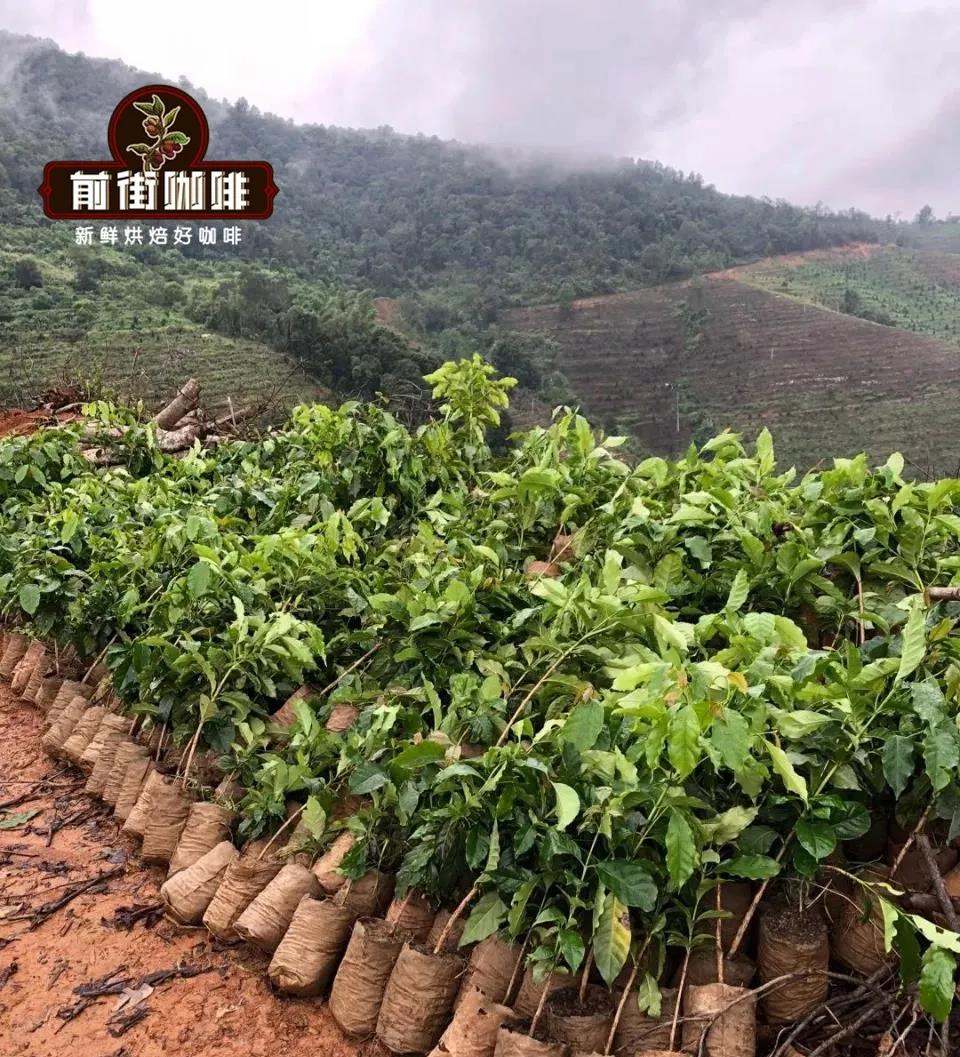 云南小粒咖啡哪里的产区最值得喝？从保山、德宏到临沧、普洱的口味特点解析