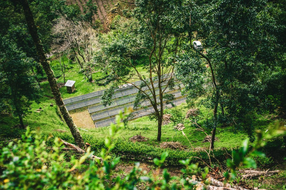 瑰夏咖啡豆的档次定位解析，翡翠庄园红标与绿标瑰夏等级区别