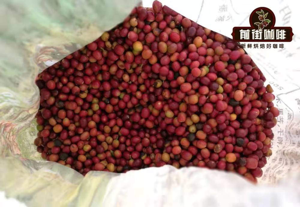 云南咖啡豆品种解析:卡蒂姆与铁皮卡的种植现状及精品化探索 云南咖啡豆品种解析:卡蒂姆与铁皮卡的种植现状及精品化探索