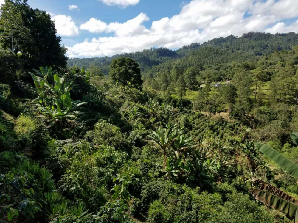 洪都拉斯荔枝兰咖啡风味解析：白兰地酒桶发酵工艺与三种冲煮方式详解