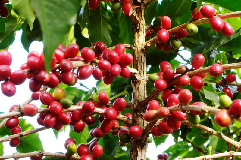 肯尼亚咖啡豆风味特征、品种分级与K72水洗处理法全解析