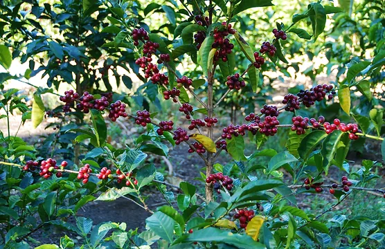 瑰夏咖啡豆品种溯源:从埃塞俄比亚到巴拿马,它究竟属不属于阿拉比卡? 瑰夏咖啡豆品种溯源:从埃塞俄比亚到巴拿马,它究竟属不属于阿拉比卡?