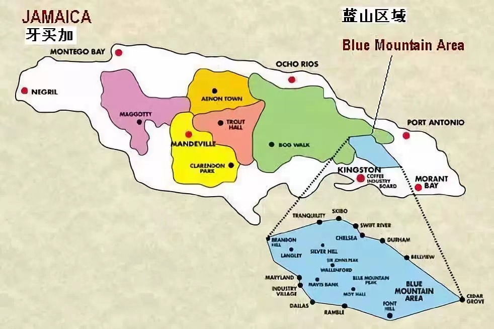 蓝山咖啡档次定价与昂贵原因解析｜手冲蓝山一号标准冲煮步骤