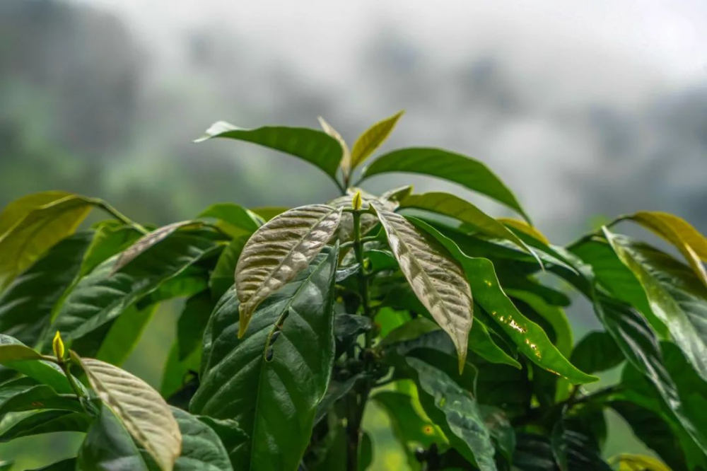 阿拉比卡咖啡豆品种全解析:从铁皮卡波旁到瑰夏的风味与市场优势 阿拉比卡咖啡豆品种全解析:从铁皮卡波旁到瑰夏的风味与市场优势