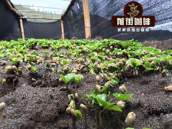 云南小粒咖啡怎么手冲不苦涩？卡蒂姆咖啡豆冲煮参数与三段式技巧详解