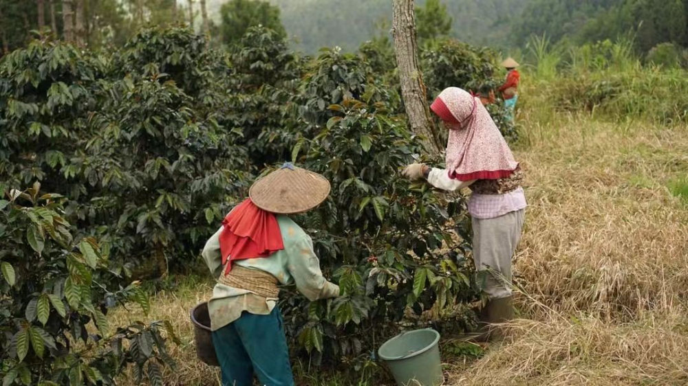 黄金曼特宁手冲全解析:品种产地、湿刨工艺与PWN正品风味冲煮指南 黄金曼特宁手冲全解析:品种产地、湿刨工艺与PWN正品风味冲煮指南
