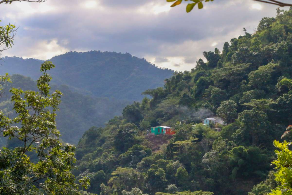 牙买加蓝山咖啡产地全解析:圣安德鲁等三大产区与分级制度详解 牙买加蓝山咖啡产地全解析:圣安德鲁等三大产区与分级制度详解