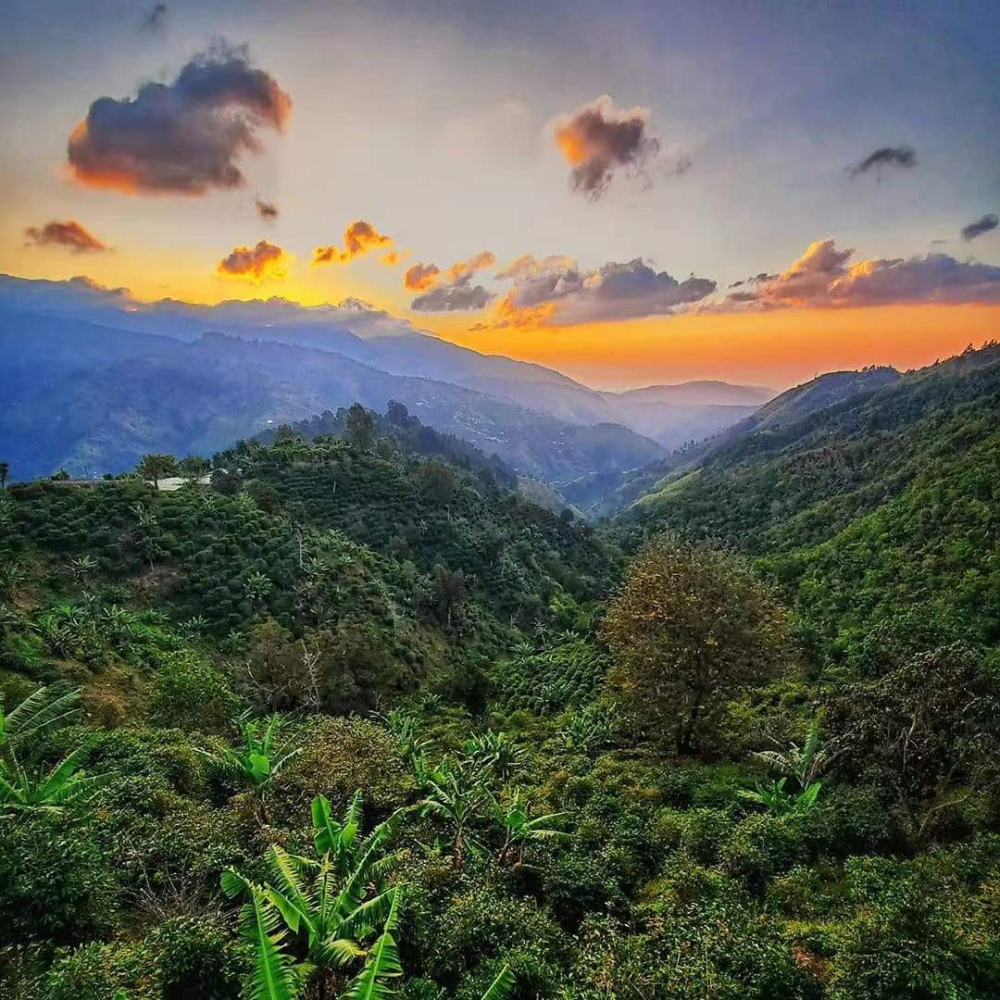 牙买加蓝山咖啡分级标准与风味解析：从产地海拔到前街蓝山一号的品鉴指南