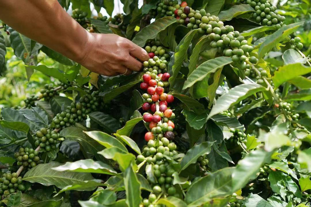 印尼曼特宁咖啡豆种解析：阿拉比卡还是罗布斯塔？风味描述与湿刨法处理工艺介绍
