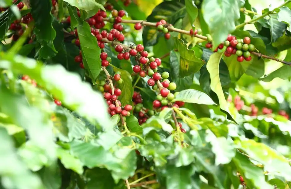 牙买加蓝山咖啡豆手冲指南:从产地分级到三段式萃取实操详解 牙买加蓝山咖啡豆手冲指南:从产地分级到三段式萃取实操详解
