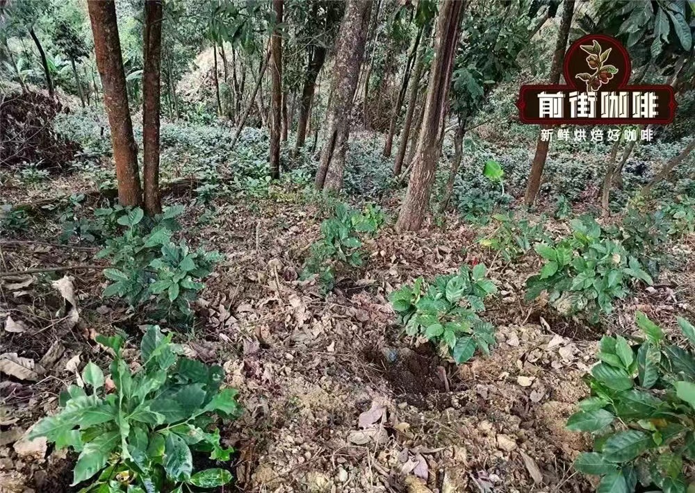 云南小粒咖啡产区品种全解析:铁皮卡风味特征与手冲参数分享 云南小粒咖啡产区品种全解析:铁皮卡风味特征与手冲参数分享