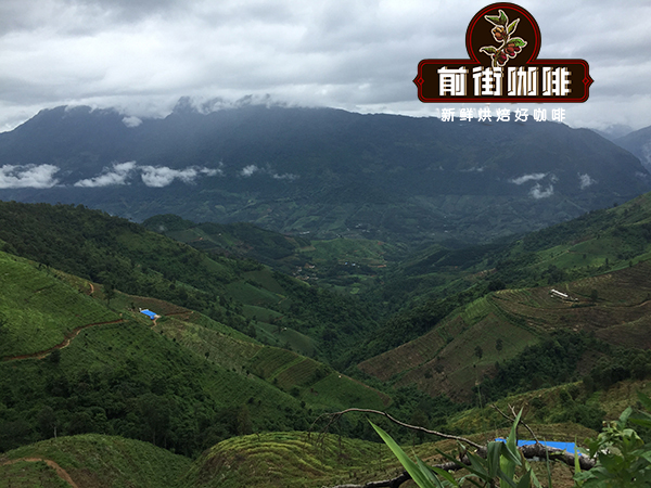 云南咖啡豆品种处理法风味特点解析与手冲研磨参数指南