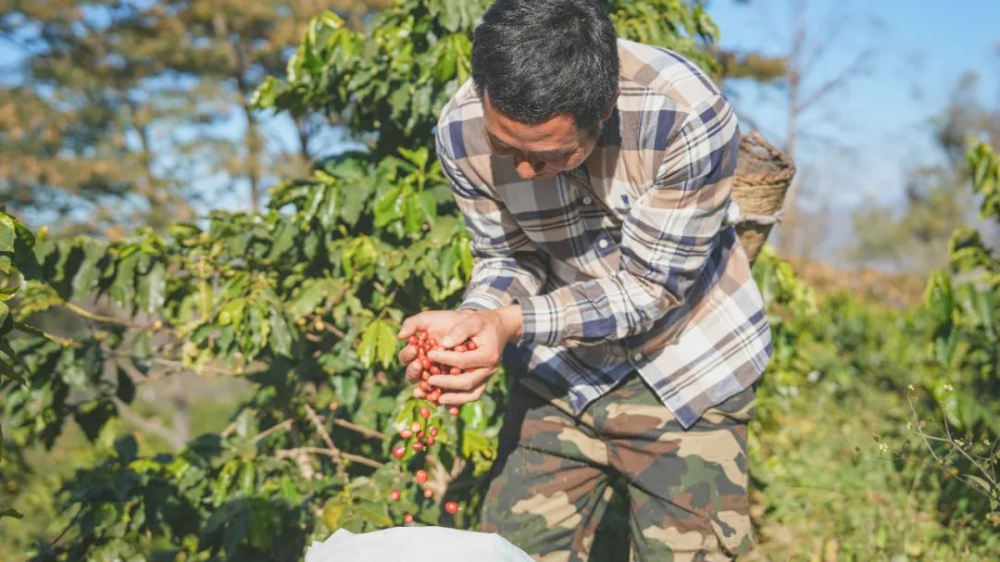 云南小粒咖啡豆品种解析:保山产区风土、卡蒂姆与铁皮卡烘焙风味对比 云南小粒咖啡豆品种解析:保山产区风土、卡蒂姆与铁皮卡烘焙风味对比