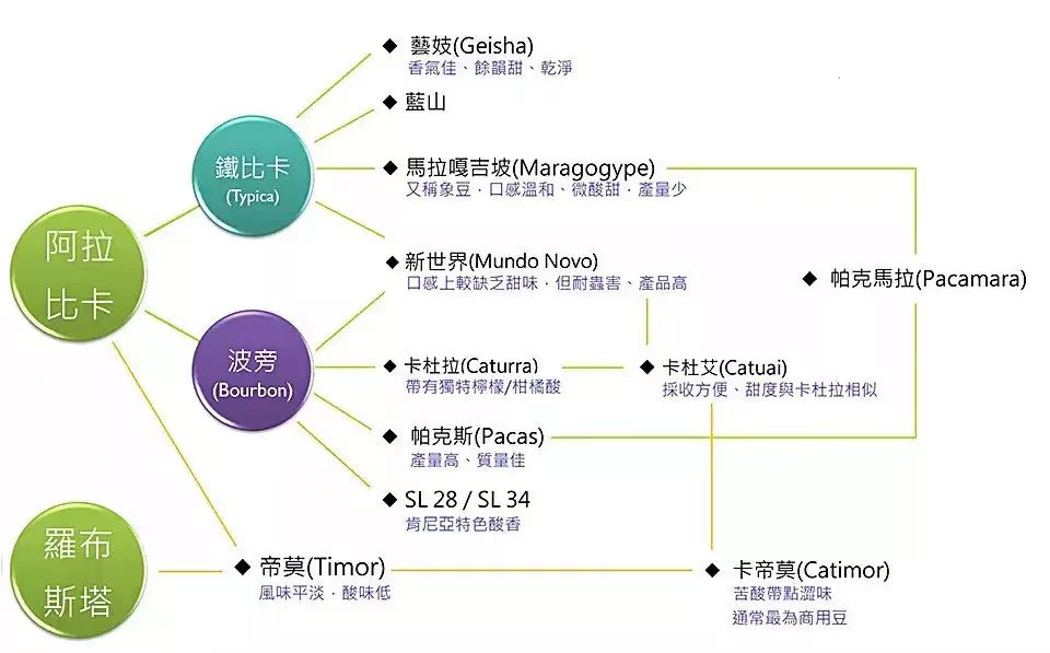 阿拉比卡豆是否属于黑咖啡？高等级单品咖啡豆适合制作哪些咖啡饮品