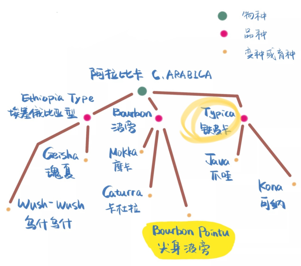 阿拉比卡是美式黑咖啡的原料吗？产地分布与风味特点及代表品种全解析