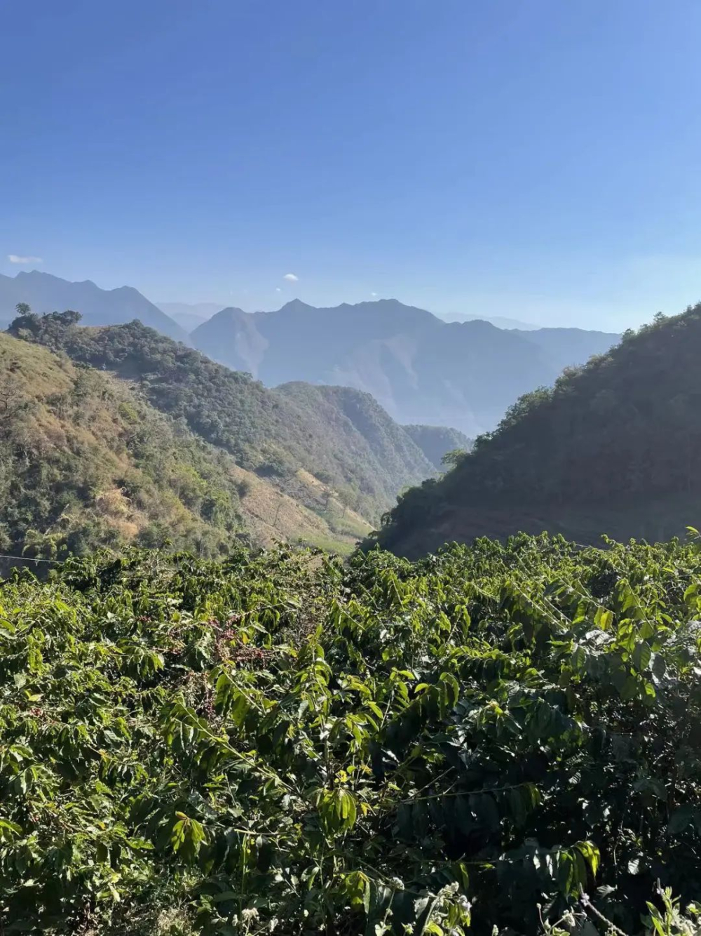 云南小粒咖啡品种解析:卡蒂姆种植渊源、产区风味与前街推荐 云南小粒咖啡品种解析:卡蒂姆种植渊源、产区风味与前街推荐