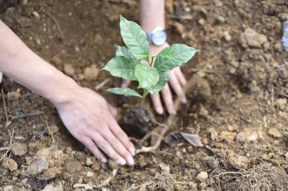 云南保山佐园瑰夏咖啡种植渊源与云南小粒咖啡风味特征解析 云南保山佐园瑰夏咖啡种植渊源与云南小粒咖啡风味特征解析
