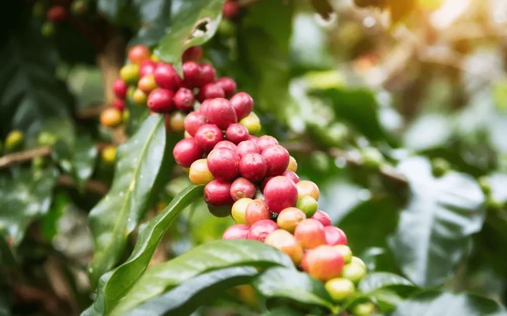 哥伦比亚惠兰火山产区咖啡指南:庄园种植特色、卡杜拉品种风味与水洗处理法解读 哥伦比亚惠兰火山产区咖啡指南:庄园种植特色、卡杜拉品种风味与水洗处理法解读