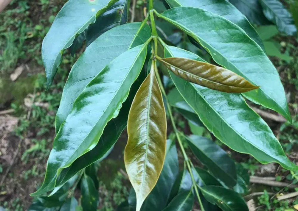 云南咖啡主要栽种哪些品种?铁皮卡咖啡豆风味与手冲方法全解析 云南咖啡主要栽种哪些品种?铁皮卡咖啡豆风味与手冲方法全解析