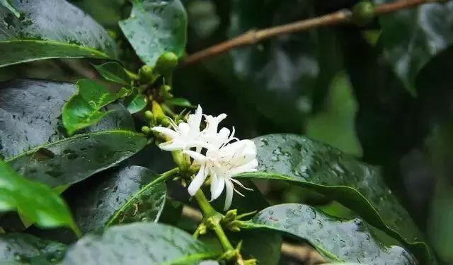 危地马拉花神咖啡冲煮指南:养豆要点与V60手冲、意式浓缩实操参数 危地马拉花神咖啡冲煮指南:养豆要点与V60手冲、意式浓缩实操参数