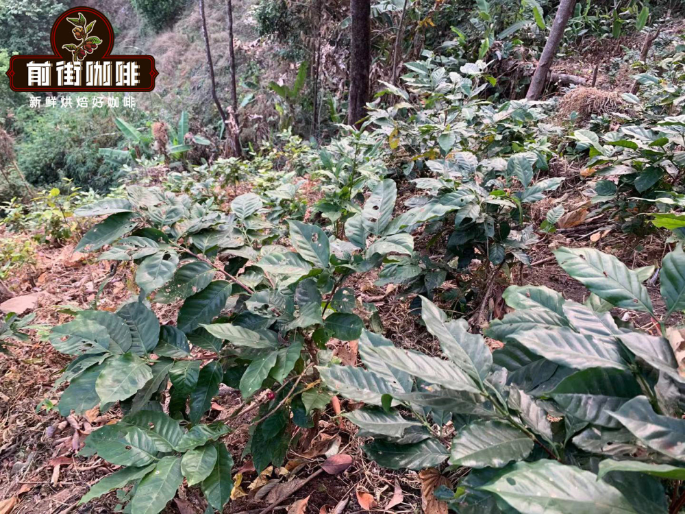云南铁皮卡与卡蒂姆品种对比：小粒咖啡风味特点及摩卡壶冲煮指南