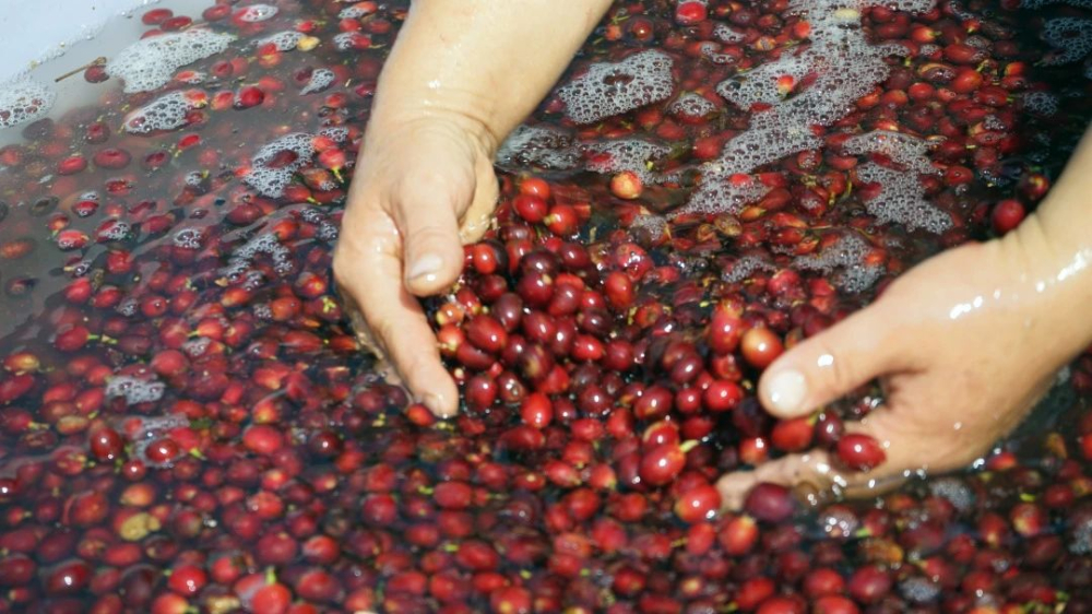 水洗处理法发酵机理与优缺点解析：从果实结构到杯中风味