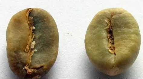 罗布斯塔豆与阿拉比卡豆怎么区分?从外观、风味到种植差异全面解析 罗布斯塔豆与阿拉比卡豆怎么区分?从外观、风味到种植差异全面解析