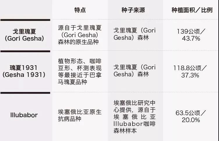 埃塞俄比亚瑰夏村金标瑰夏咖啡豆:戈里瑰夏与瑰夏1931品种全解析 埃塞俄比亚瑰夏村金标瑰夏咖啡豆:戈里瑰夏与瑰夏1931品种全解析